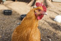 5 facts about chickens and chicken behavior:)