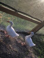 F5F0C75F-D215-4B36-AD08-B18867EB759B.jpeg