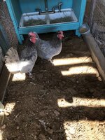 IMG_4436.jpg