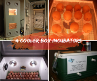 Top 4 Cooler Box Incubators
