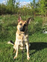 GEB Oct 2019 GSD.jpg