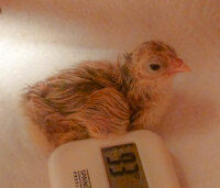 just hatched.jpg
