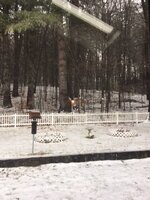 ice storm 1.JPG