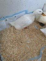 duck7.jpg