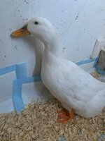 duck6.jpg