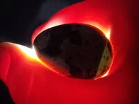 qegg1.jpg