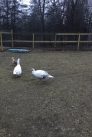 DCCE8161-D1F3-40F8-819E-943911F9AD9F.jpeg