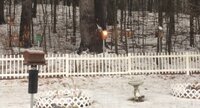 bird houses 2.jpg