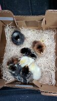 Just picked up my day old chicks!