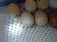 IMG_20200213_175822729.jpg