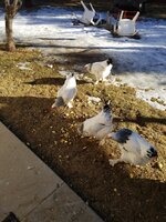 IMG_20200131_153035.jpg