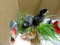 chicks in brooder with grass.jpg
