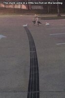 meme-asphalt-this-duck-came-ina-little-too-hot-on-the-landing.jpeg