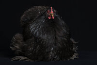 Copertina 3.jpg