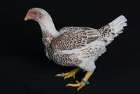 R1040057.jpg