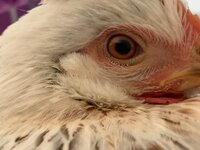 E6C66B10-B921-4692-A61B-30DE7290A97F.jpeg