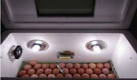 Untitled design (31).jpg