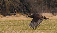 turkey flying (3 of 1).jpg