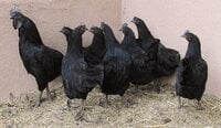 IMG_2329.JPG