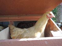 Simple Ways to Tell When Your Pullet is Going to Start Laying - Mini Article