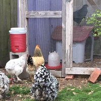 Hens looking at Margaret 3.2019.jpg
