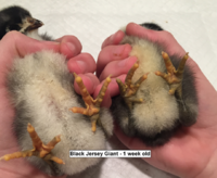 Screen Shot 2020-02-23 at 10.45.22 AM.png