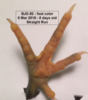 Screen Shot 2020-02-23 at 10.45.58 AM.png