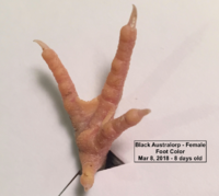 Screen Shot 2020-02-23 at 10.46.09 AM.png