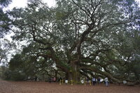 2-24-20 Angel Oak Tree (4).JPG