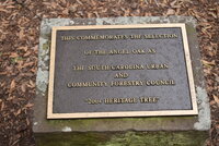 2-24-20 Angel Oak Tree (3).JPG