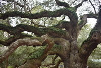 2-24-20 Angel Oak Tree (11).JPG