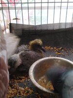 IMG_20200225_121115709.jpg