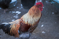 Loki Pic 2.7.2020.jpg