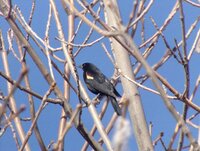 Red Winged Blackbird Male_3.jpg