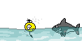 shark chase.gif