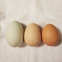 Eggs- 02.27.20.jpg
