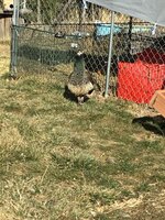C9755CAA-1C35-4767-9734-45EA5C53E46D.jpeg