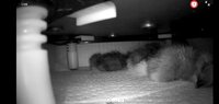 Screenshot_20200229-191028_Arlo.jpg