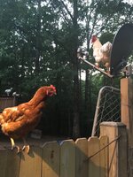 872F6805-E083-490D-854F-220A8979A7B0.jpeg