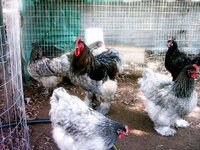 Blue, Black, & Splash Cochins.jpg