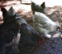 Blue, Black, Splash Cochins.jpg