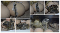 2-18-20 Silkie Hatching (3).jpg