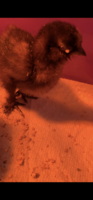 F762D1EE-4A63-40C8-90C5-B22DA8D5E49D.png