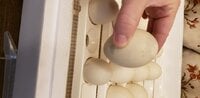 egg 7.jpg