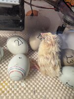 Chick 18.jpg