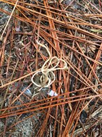 worms... yuck.JPG
