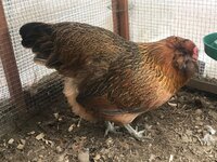 chick.jpg