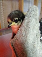 IMG_20200306_080314123.jpg