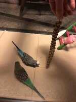 452E10D2-2056-4F86-889A-6EC252BBBF00.jpeg