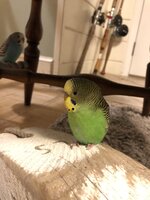 1178E170-B4F8-405B-910B-ED9AF7F2D421.jpeg